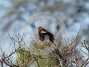 Red-Winged Blackbird Male Perched on Branches