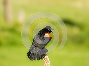 Red Winged Blackbird Male Perched and Calling on a Wildflower Stem