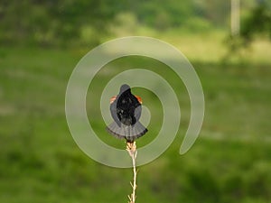 Red Winged Blackbird Male Perched and Calling on a Wildflower Stem