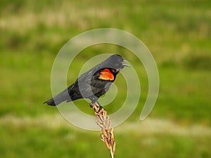Red Winged Blackbird Male Perched and Singing on a Wildflower Stem