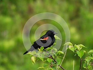 Red Winged Blackbird Male Perched on a Wildflower Stem