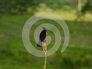 Red Winged Blackbird Male Perched on a Wildflower Stem