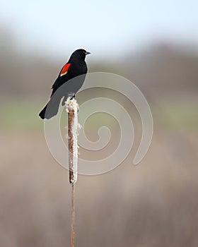 Red-winged blackbird male on a reed