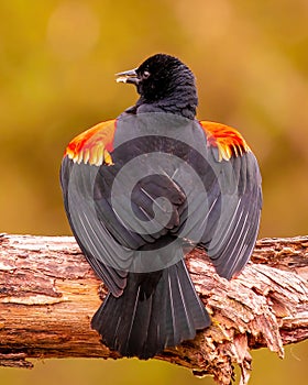 Red-Winged Blackbird male spreads his wings on tree limb