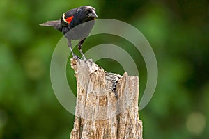 Red Winged Blackbird Male standing on a post