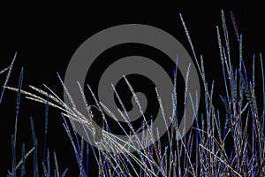 Red Winged Blackbird in Marsh Grass On Black Background Digital Art