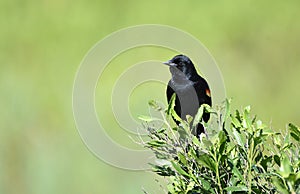 Red Winged Blackbird in the marsh at Phinizy Swamp Nature Park, Augusta, Georgia photo