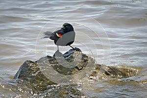 Red-winged blackbird in the middle of a river