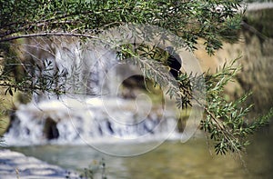 Red Winged Blackbird near small waterfall, Driftwood Texas