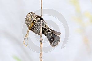 Red-winged Blackbird with Nesting Material photo