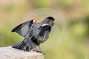 Red-winged blackbird in New Paltz, NY