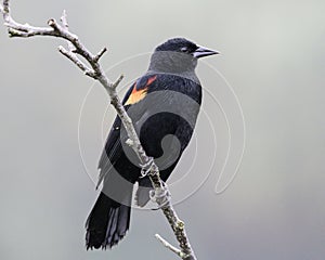 Red-winged Blackbird on a branch photo