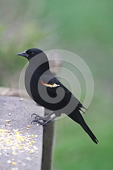 Red-winged Blackbird Perched on Bench Edge with Thin Red and Yellow Epaulets - Agelaius phoeniceus