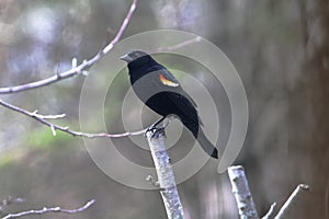 Red-winged Blackbird Perched on Branch Tip with Red and Yellow Epaulets - Agelaius phoeniceus