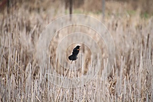 A red winged blackbird perched on a bullrush