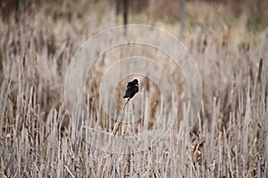 A red winged blackbird perched on a bullrush