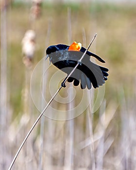 Red-Winged Blackbird Photo and Image. Male bird perched on a cattail twig and flashing its scarlet field marks and spread tail photo