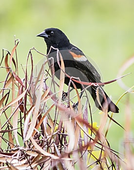 A red-winged blackbird perched on dry plants in a meadow