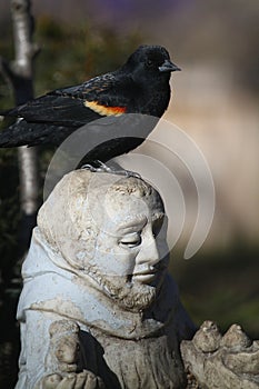 Red-winged blackbird perched on statue head - Agelaius phoeniceus