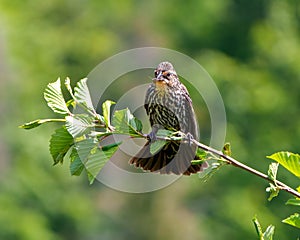 Red-winged Blackbird Photo and Image. Blackbird female close-up front view with a insect in its beak , perched on a branch with