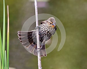 Red-Winged Blackbird Photo and Image. Blackbird female close-up front view, perched on a cattail foliage with blur background in