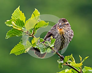 Red-Winged Blackbird Photo and Image. Blackbird juvenile close-up front view with open beak and looking and, perched on leave