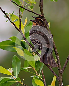 Red-Winged Blackbird Photo and Image. Blackbird juvenile close-up side view, perched on leave branch with a green background in