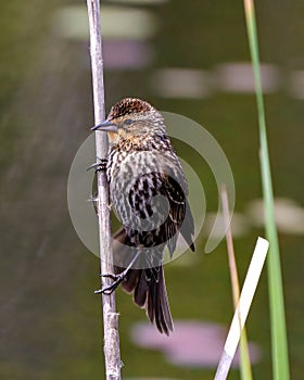 Red-Winged Blackbird Photo and Image. Blackbird juvenile close-up side view, perched on twig with a colourful background in its photo