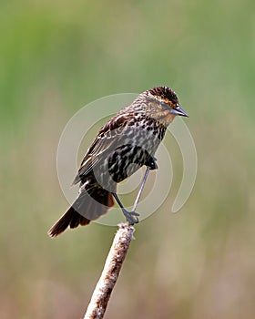 Red-Winged Blackbird Photo and Image. Blackbird juvenile close-up view, perched on a cattail with a colourful background in its