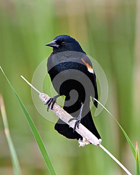 Red-Winged Blackbird Photo and Image. Blackbird male close-up front view, perched on a cattail with green background in its