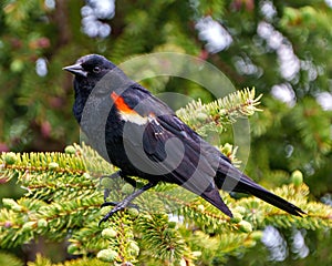 Red-Winged Blackbird Photo and Image. Blackbird male close-up side view, perched on a coniferous tree in its environment and