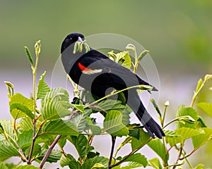 Red-Winged Blackbird Photo and Image. Blackbird male close-up side view perched with green worms in its beak and green background