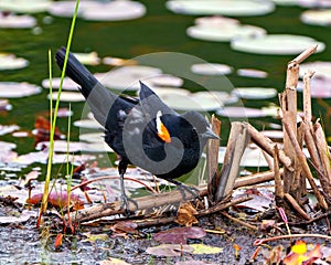 Red-Winged Blackbird Photo and Image. Blackbird male close-up side view, standing on water lily pads in the water and enjoy its
