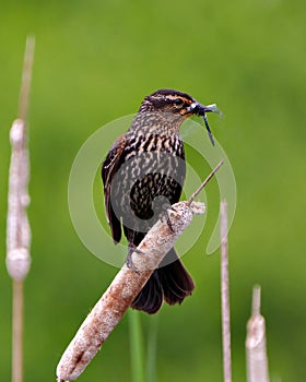 Red-Winged Blackbird Photo and Image. Female close-up front view, perched on a cattail with green background with a dragonfly in