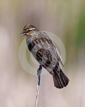 Red-Winged Blackbird Photo and Image. Female close-up rear view, perched on a twig with blur background.