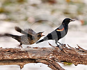 Red-Winged Blackbird Photo and Image. Juvenile begging for food from adult male bird standing on a log in their environment and