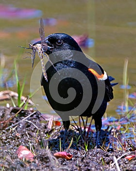 Red-winged Blackbird Photo and Image. Male close-up front view, with a dragon fly in its beak in a pond with a blur water