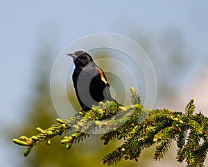 Red-winged Blackbird Photo and Image. Male close-up front view, perched on a coniferous tree branch with a colourful background