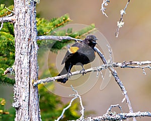 Red-Winged Blackbird Photo and Image. Male close-up front view perched on a moss branch tree with coniferous tree and brown