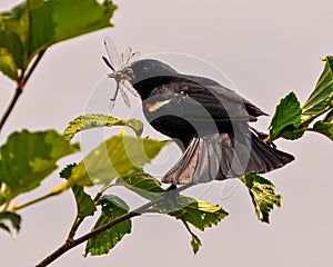 Red-Winged Blackbird Photo and Image. Male close-up rear view, perched on a branch with gray sky background with a dragonfly in