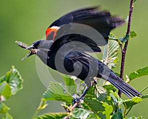 Red-Winged Blackbird Photo and Image. Male with a dragonfly in its beak and spread wings on a branch with green background. in