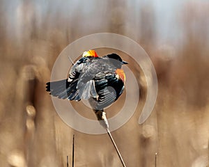 Red-Winged Blackbird Photo and Image. Male flashing its scarlet field marks and spread tail marking its territory in the