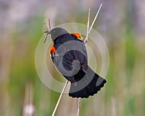 Red-Winged Blackbird Photo and Image. Male perched on twig with colourful background with a drafonfly in its beak photo