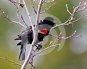 Red-Winged Blackbird Photo and Image. Perched and flashing its scarlet field marks and spread tail marking its territory and with