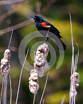 Red-Winged Blackbird Photo and Image. Side view perched on a cattail and flashing its scarlet field marks and spread tail marking