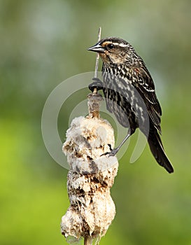 Red-winged blackbird