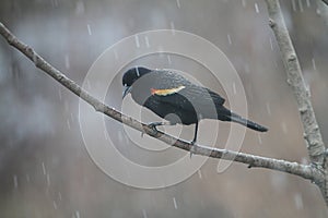 Red-winged blackbird in the rain - Agelaius phoeniceus