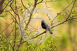 Red winged blackbird