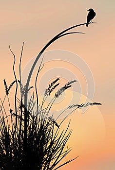 A red winged blackbird is seen in front of a setting sun