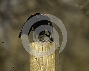 Red Winged Blackbird Shows His Claws